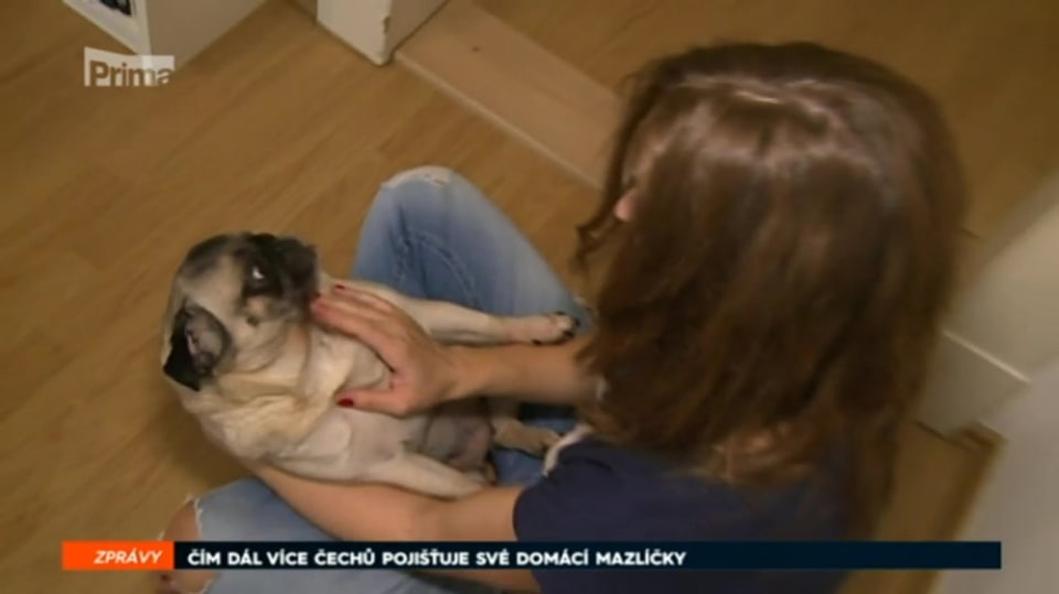 14. 6. 2018 ZPRÁVY: ČÍM DÁL VÍCE ČECHŮ POJIŠŤUJE SVÉ DOMÁCÍ MAZLÍČKY